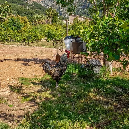 Sivella Groc Nyaraló *